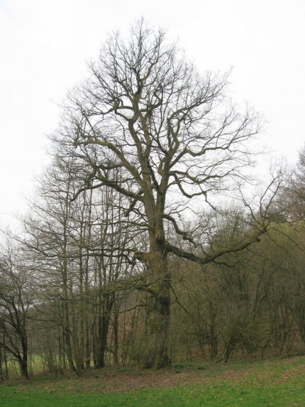 Bild 2 von Eiche am Emder Wald